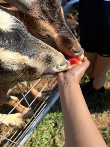 Photo of two of our goats, Robin and Quiver, eating a watermelon at the school barn. This is where I go whenever I’m having a bad day or need some time alone. The animals there are so sweet and they are always wanting love.