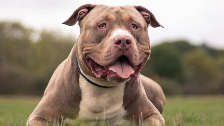 “Pitbulls, strength and reports of serious bites have led to their widespread fear and media coverage.”