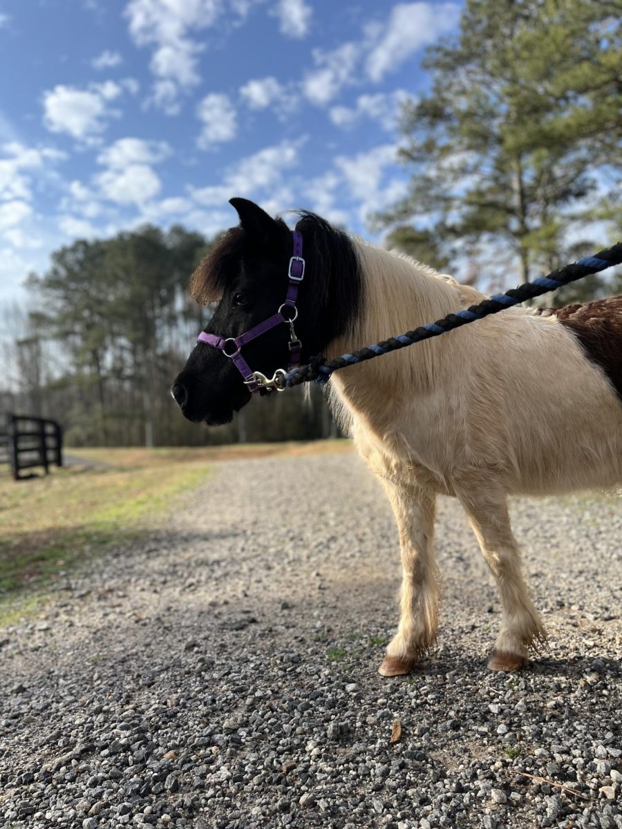June Bug, a miniature horse