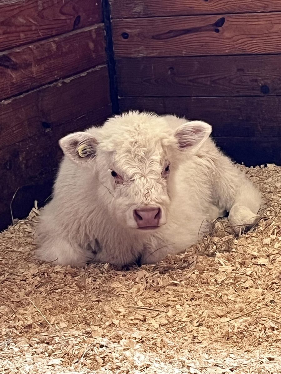 Elton, a Miniature Highland cow